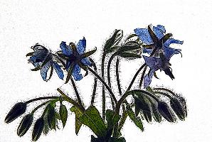 "Blue Borage Bouquet"