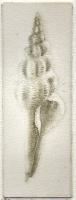 "Spindle"