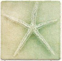 "White Finger Starfish/Sea Star"