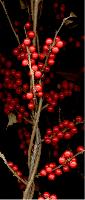 "Winterberries"