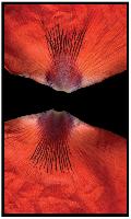 "Poppy Petals"