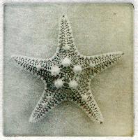 "Mud Starfish/Mud Sea Star"