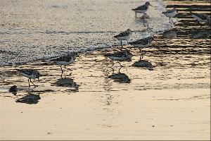 "Sandpiper Sunset"