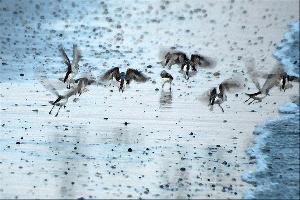 "Sandpiper Scurry"