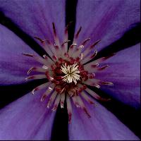 "Stolen Clematis"