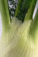 "working title: Anise"