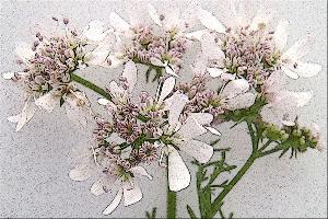 "Citrus Coriander"