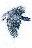 "Flicker in Flight"