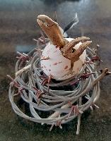 "The Hatchling"