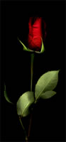 "Summer Rose"