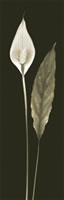 "Peace Lily"