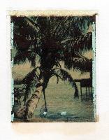 "Working title--Tahiti Palm"